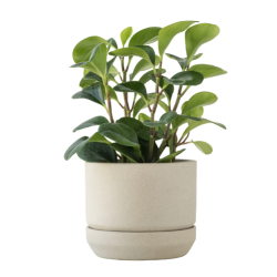 pepper-face-plant-small-pot-removebg-preview
